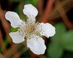 Imagem de Rubus trivialis Michx.