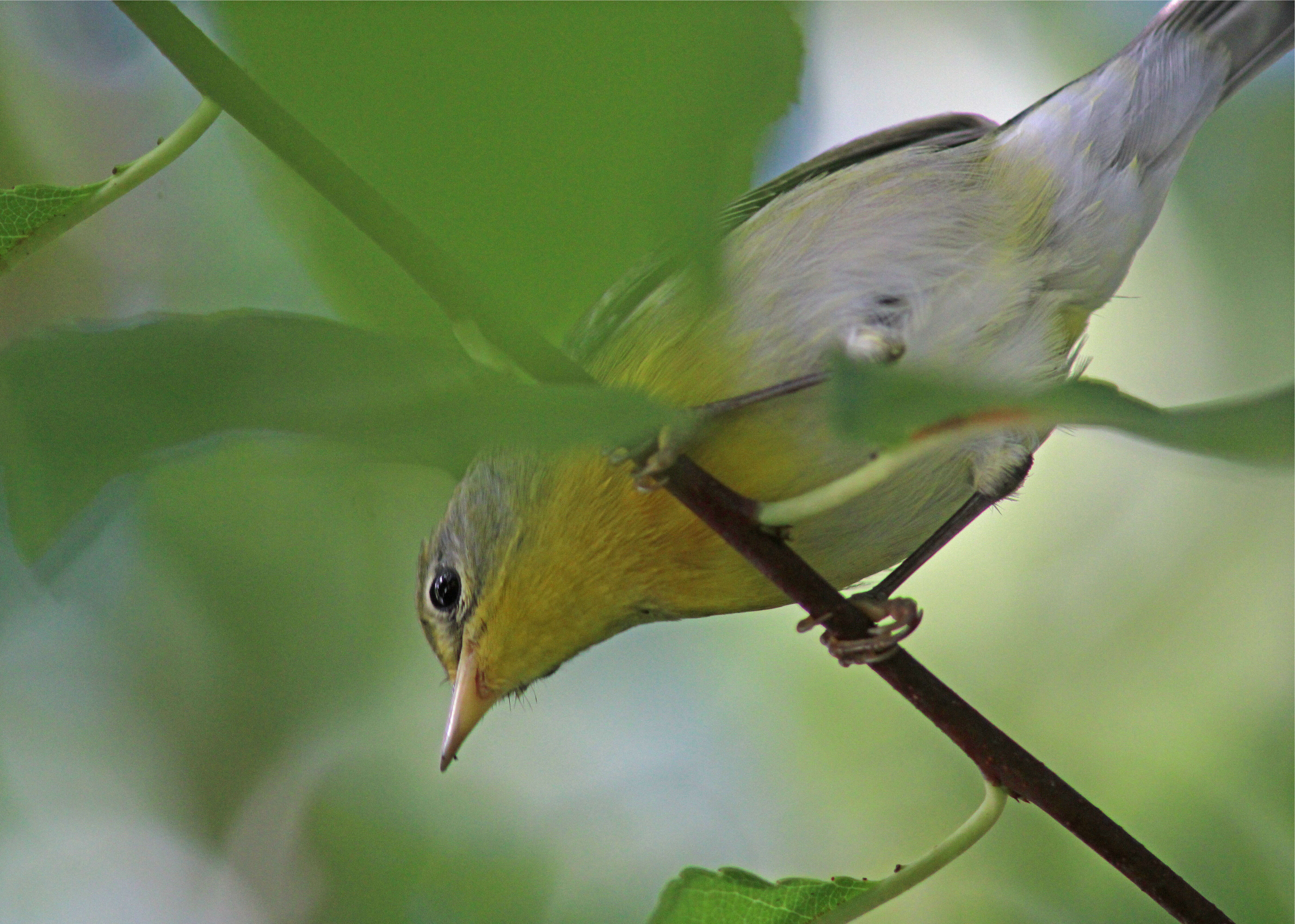 Image de Paruline à collier