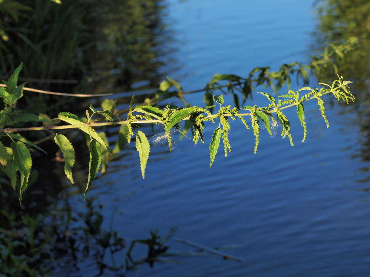 Image of Common Nettle