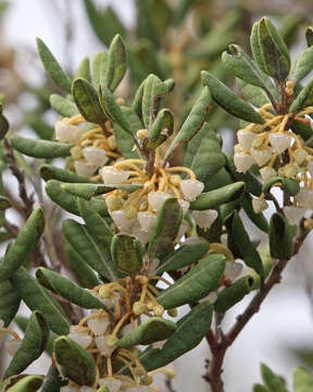 Image of rusty staggerbush