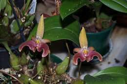 Image de Bulbophyllum lobbii Lindl.