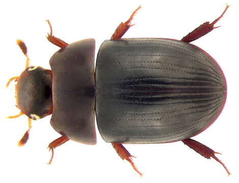 Image of Water scavenger beetle