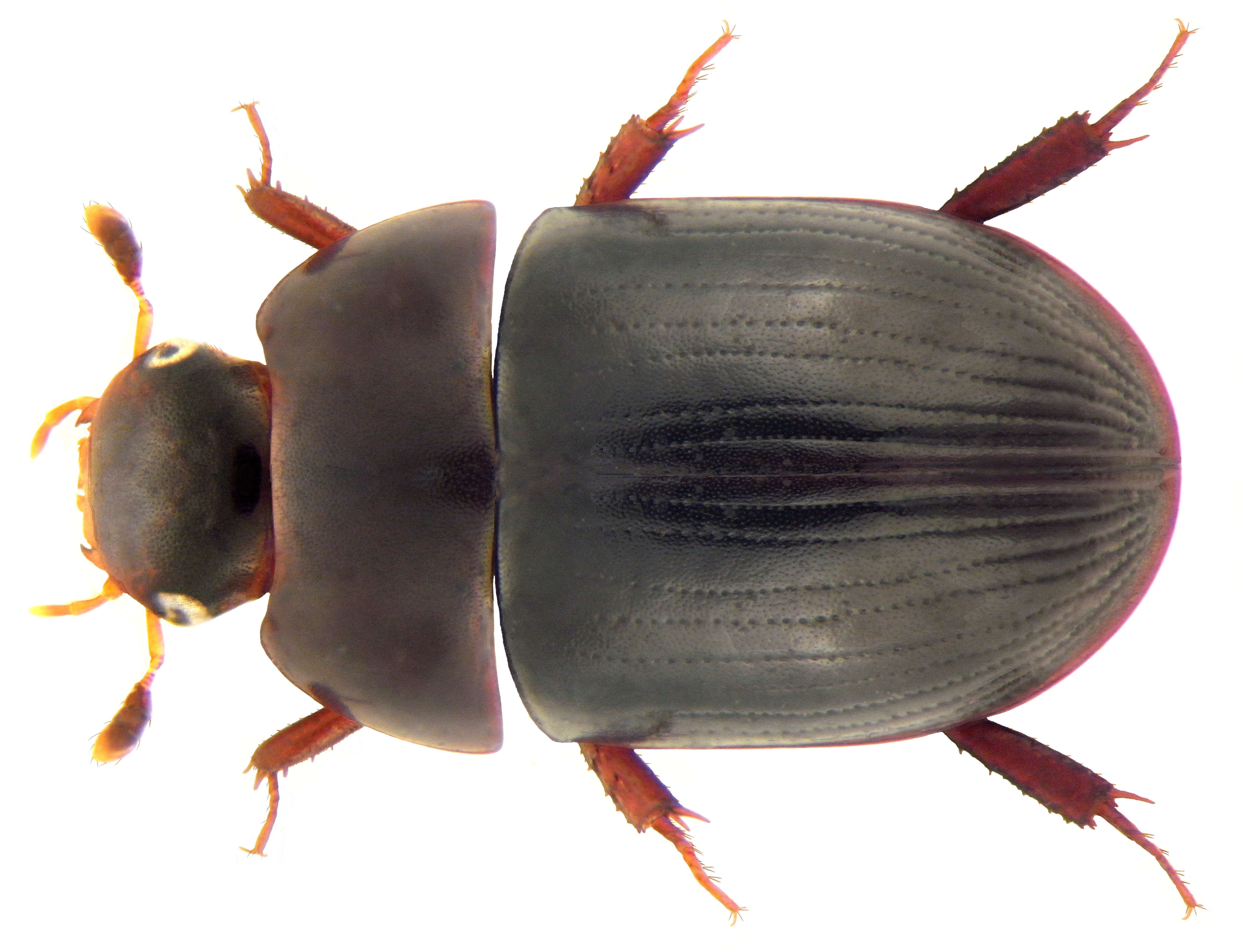 Image of Water scavenger beetle