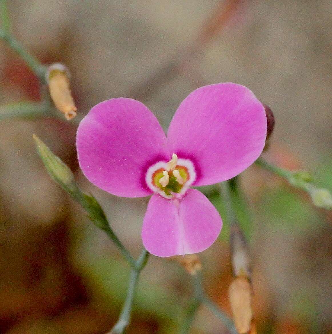 Image of Canscora diffusa (Vahl) R. Br. ex Roem. & Schult.