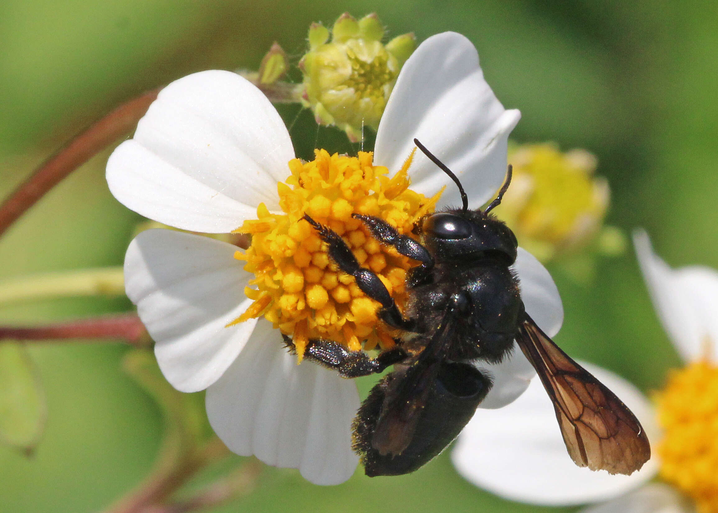 Image of Carpenter-mimic Leaf-cutter Bee