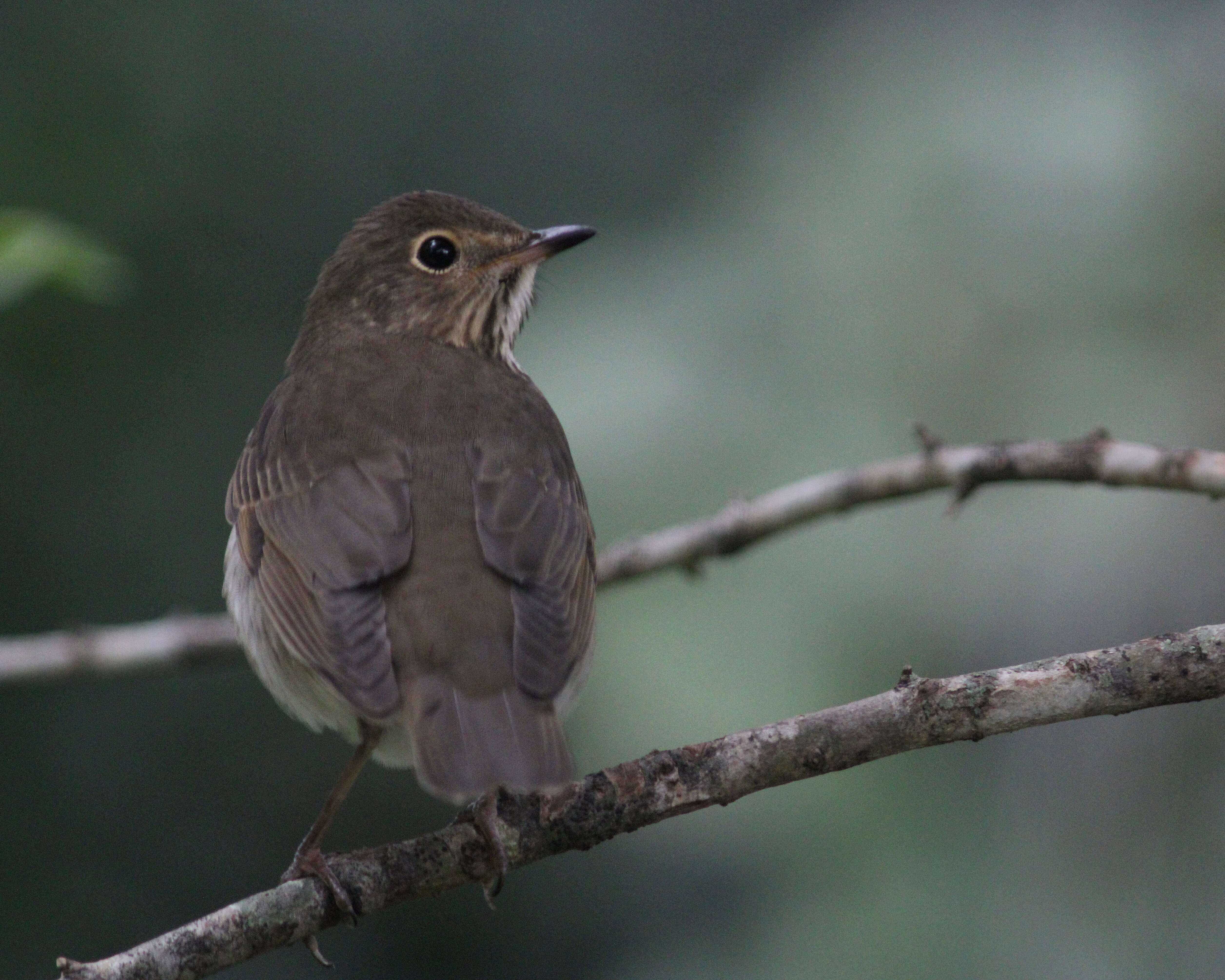 Image of Swainson's Thrush