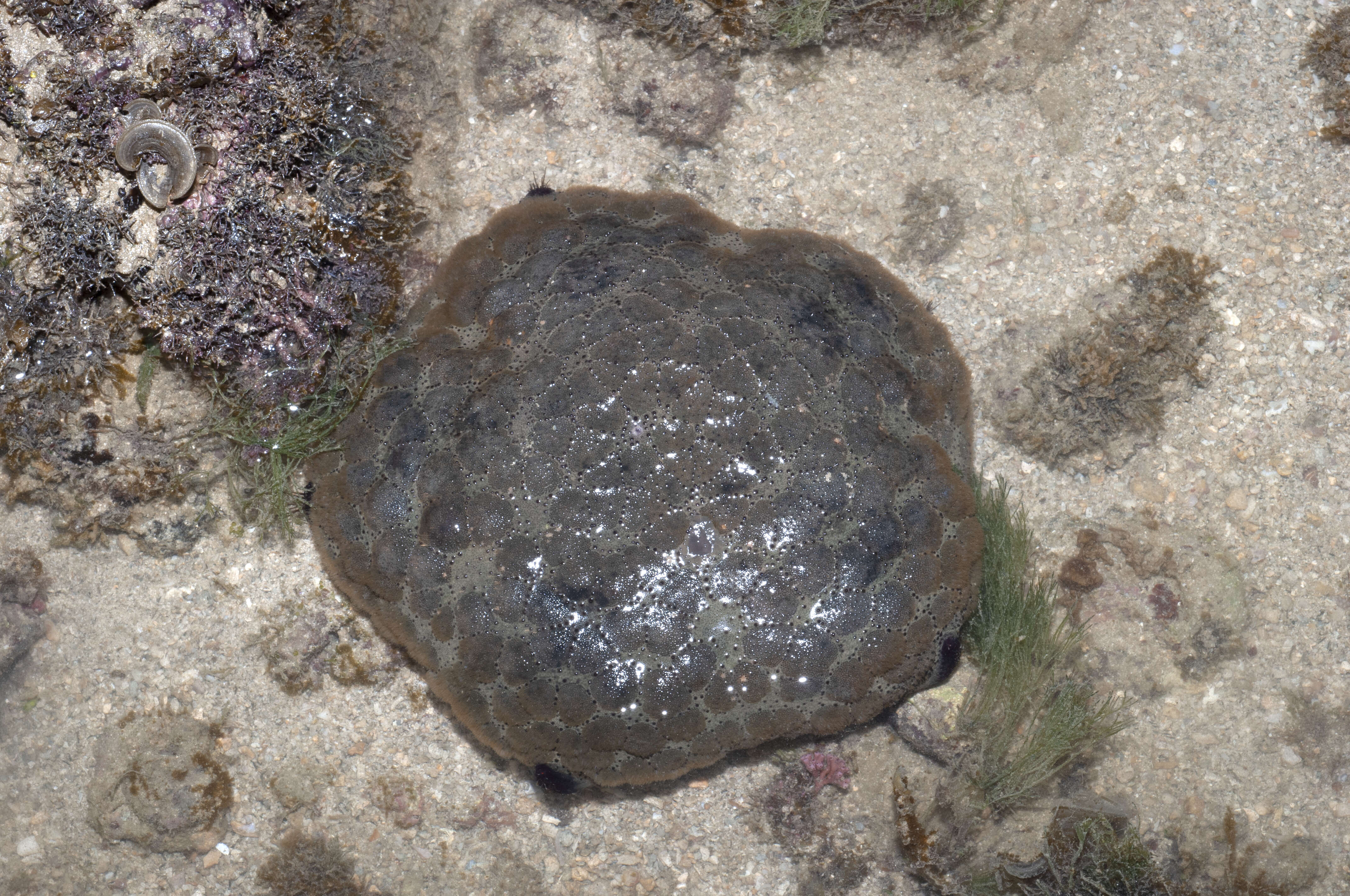 Image of Cushion star