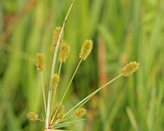 Image of ovateleaf flatsedge