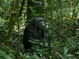 Image of Eastern Chimpanzee