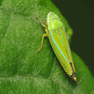 Image of Graphocephala versuta (Say 1830)