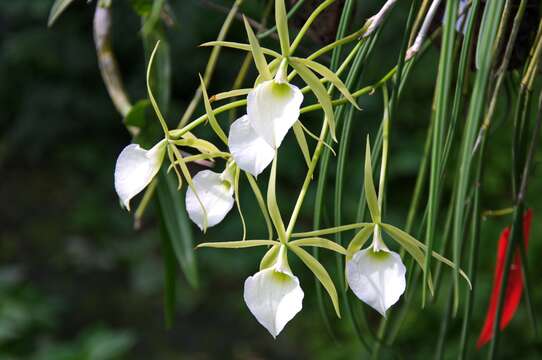 Image of Brassavola perrinii Lindl.