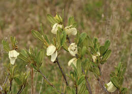 Image of netted pawpaw