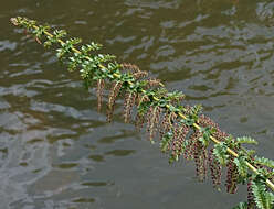 Image of Coriaria ruscifolia L.