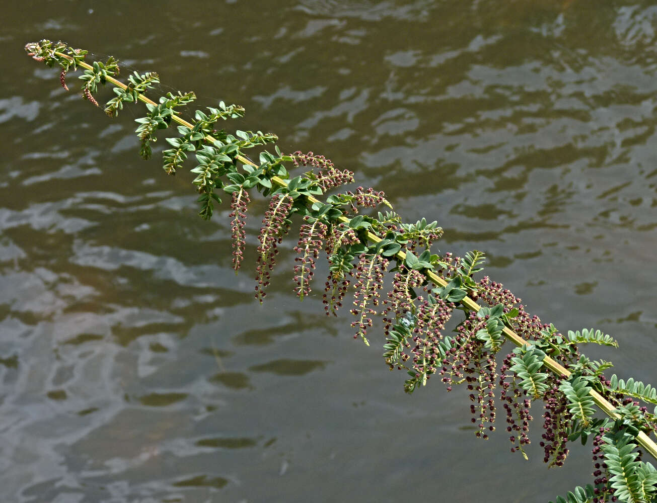 Image of Coriaria ruscifolia L.