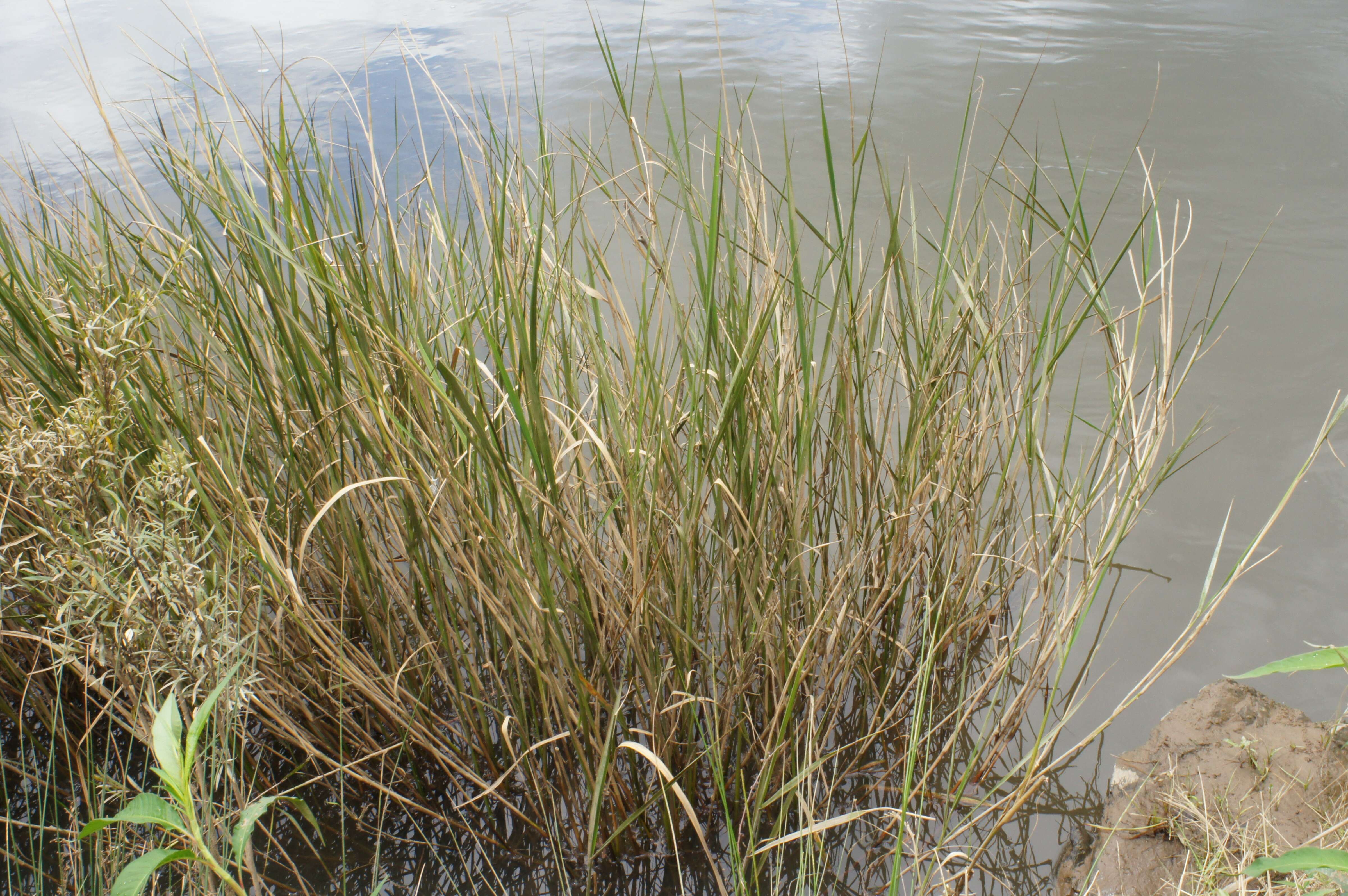 Imagem de Potamophila parviflora R. Br.