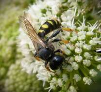 Plancia ëd Crabro cribrarius (Linnaeus 1758)