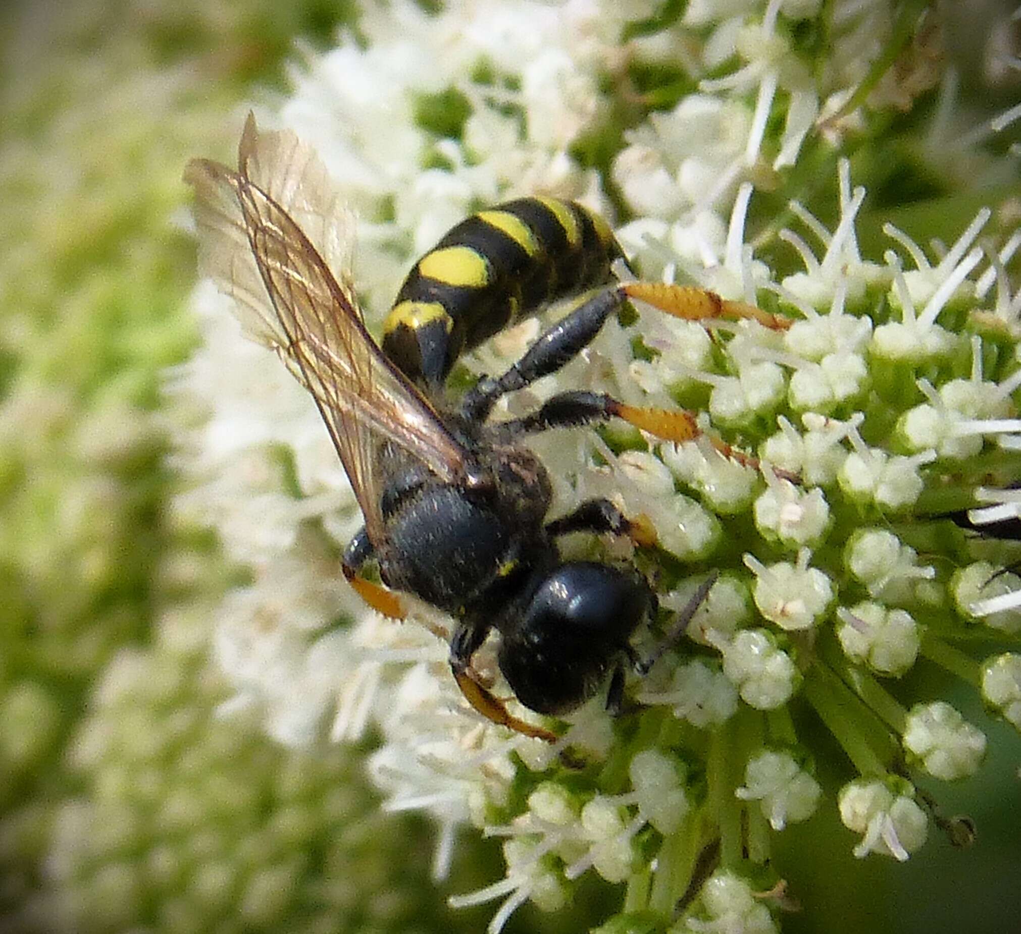 Image of Crabro cribrarius (Linnaeus 1758)