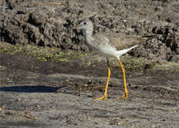 Image of Greater Yellowlegs