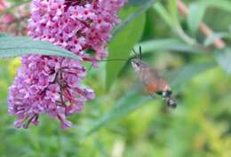 Imagem de Macroglossum stellatarum (Linnaeus 1758)