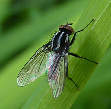 Image of Anthomyia albostriata (Wulp 1883)