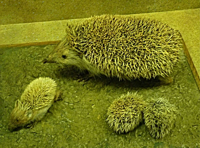 Image of Northern White-Breasted Hedgehog