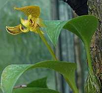 Image of Bulbophyllum dearei (Rchb. fil.) Rchb. fil.