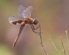 Tramea carolina (Linnaeus 1763) resmi