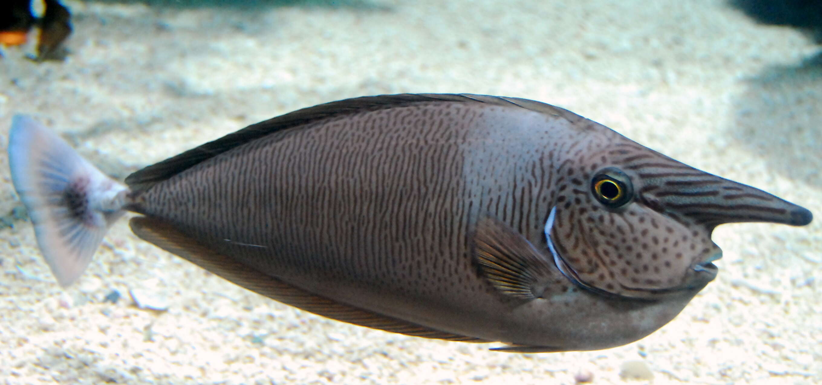 Image of Bird wrasse