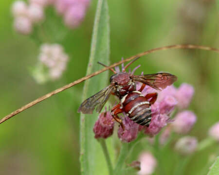 Image de Triepeolus rufithorax Graenicher 1928