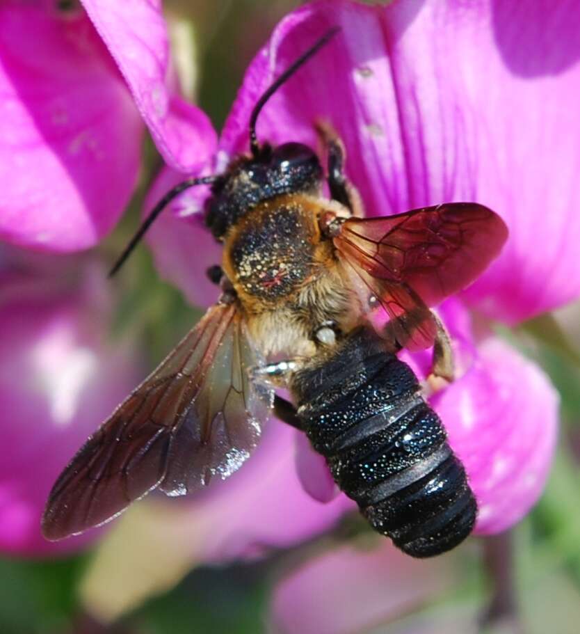 Image of giant resin bee