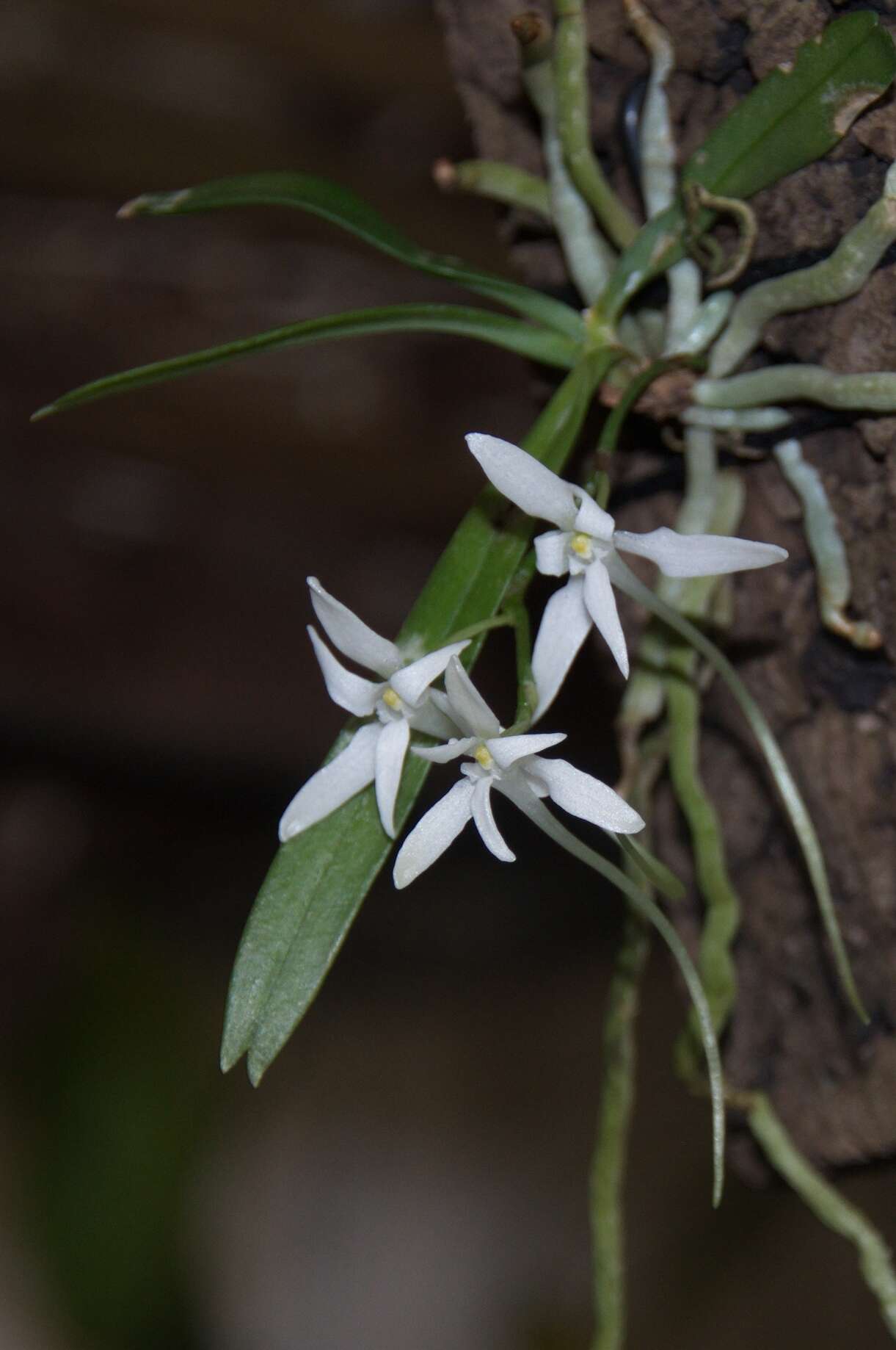 Image of Mystacidium venosum Harv. ex Rolfe