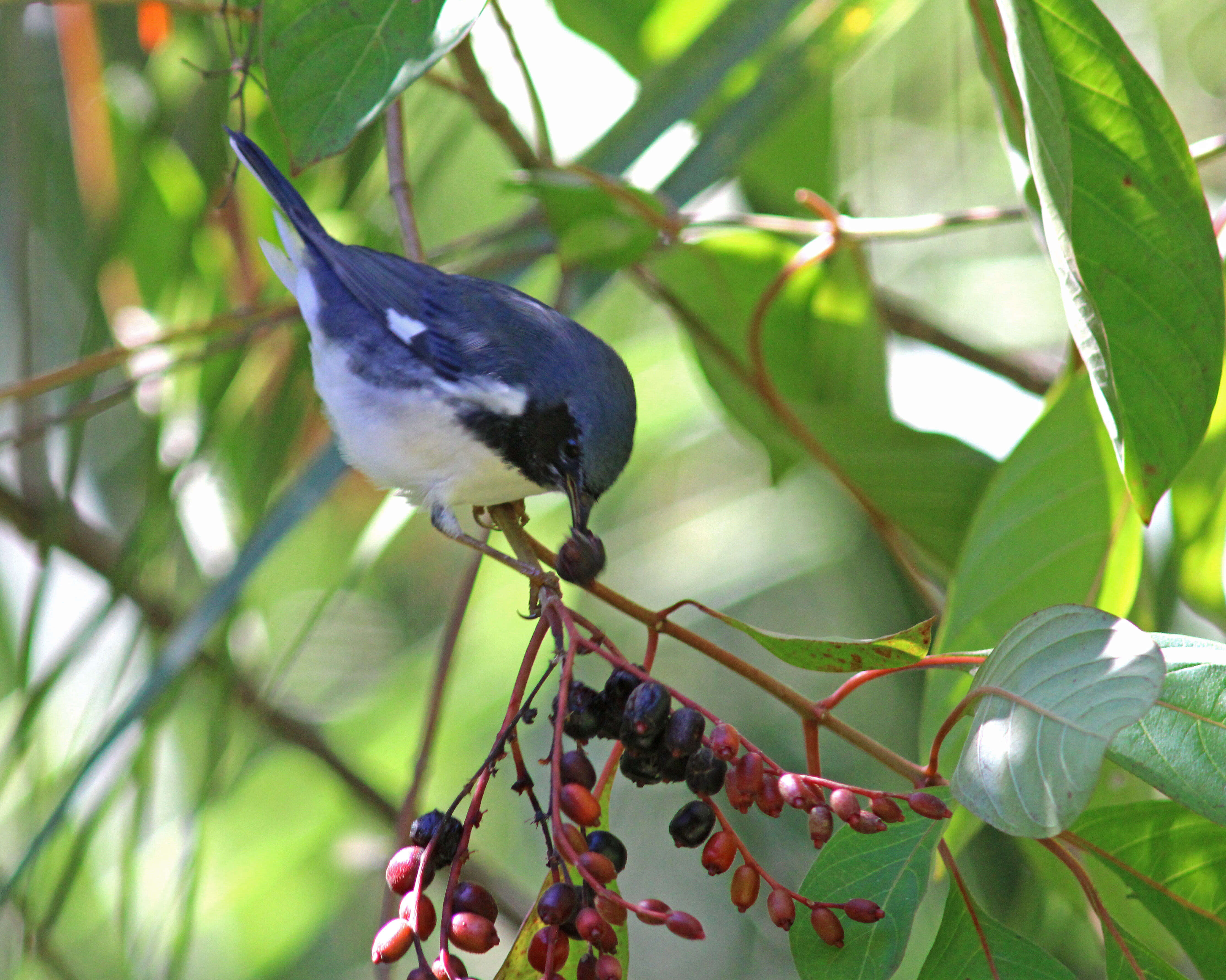 Image of Black-throated Blue Warbler