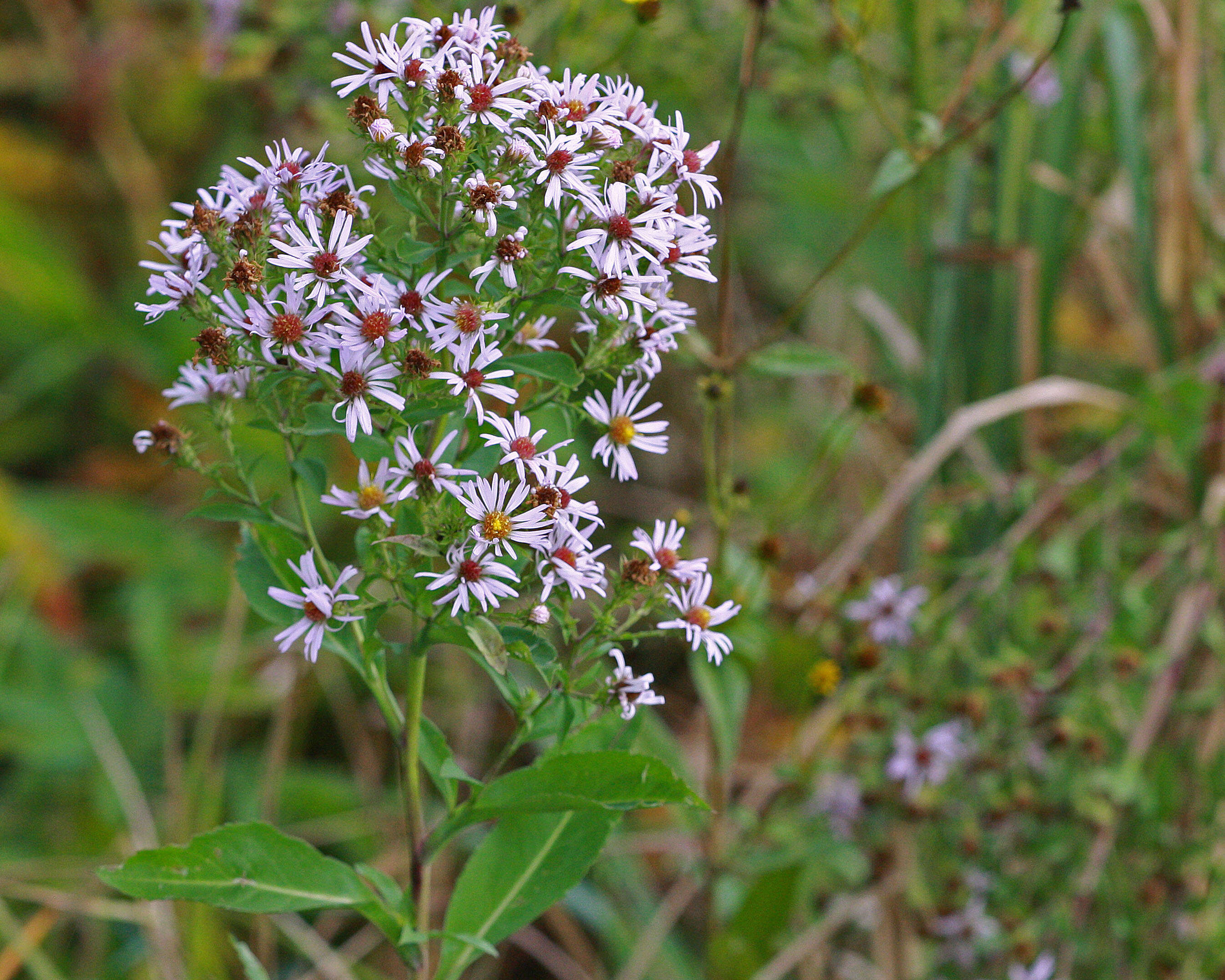 Image of Marsh American-Aster