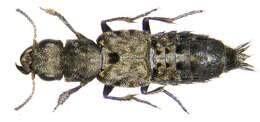 Image of Ontholestes murinus (Linnaeus 1758)