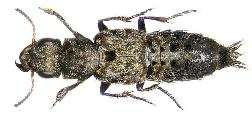 Image of Ontholestes murinus (Linnaeus 1758)