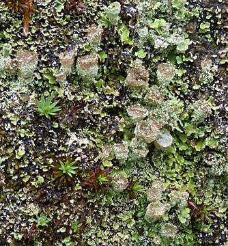 Image of cup lichen