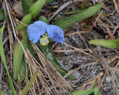 Image of Blousel Blommetjie