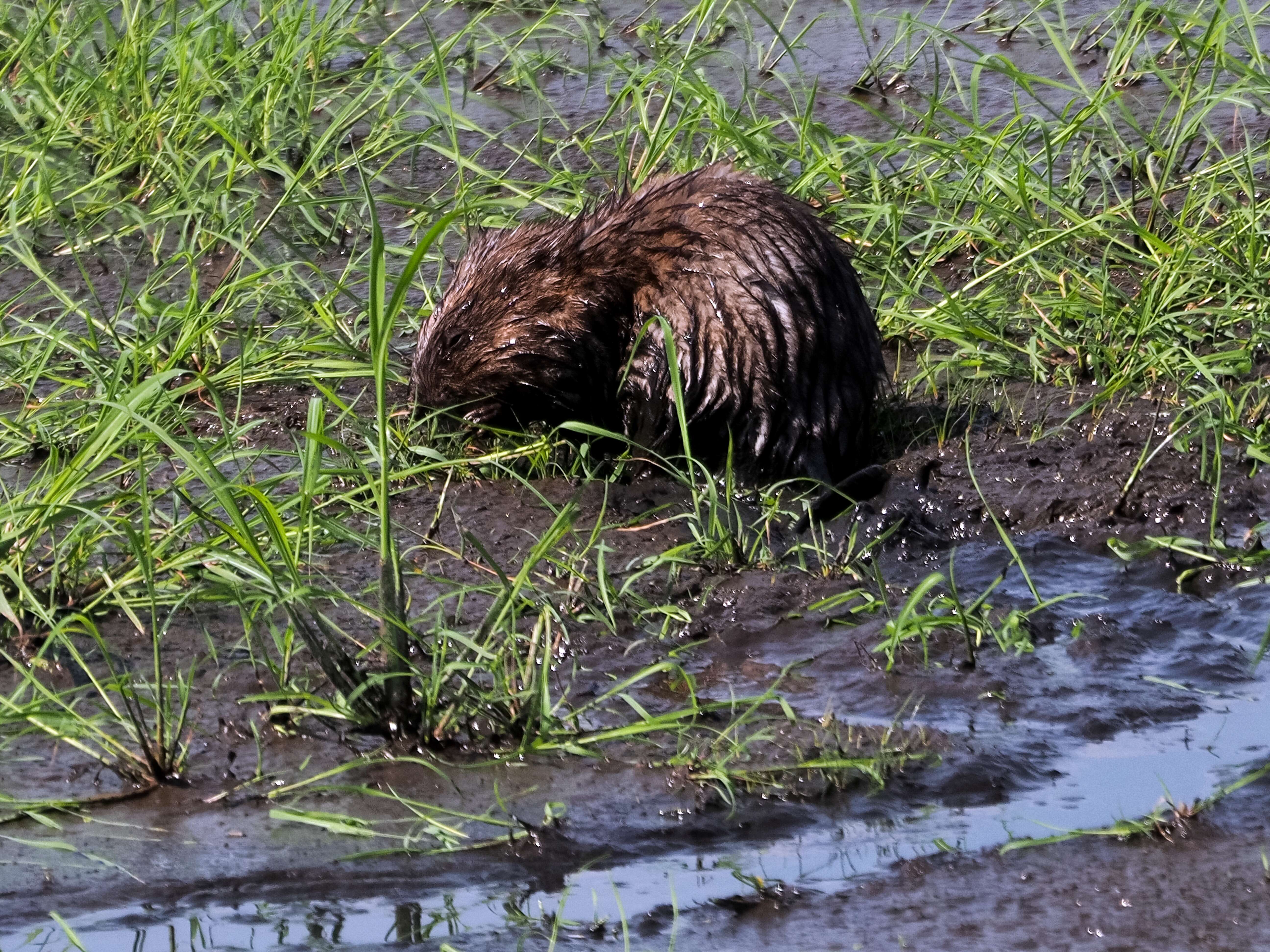 Image of muskrat