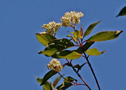 Image de Cornus foemina Mill.