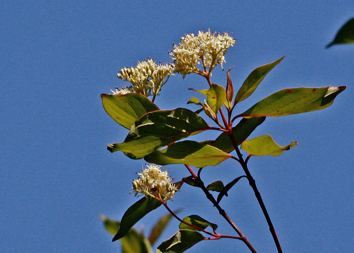 Image de Cornus foemina Mill.