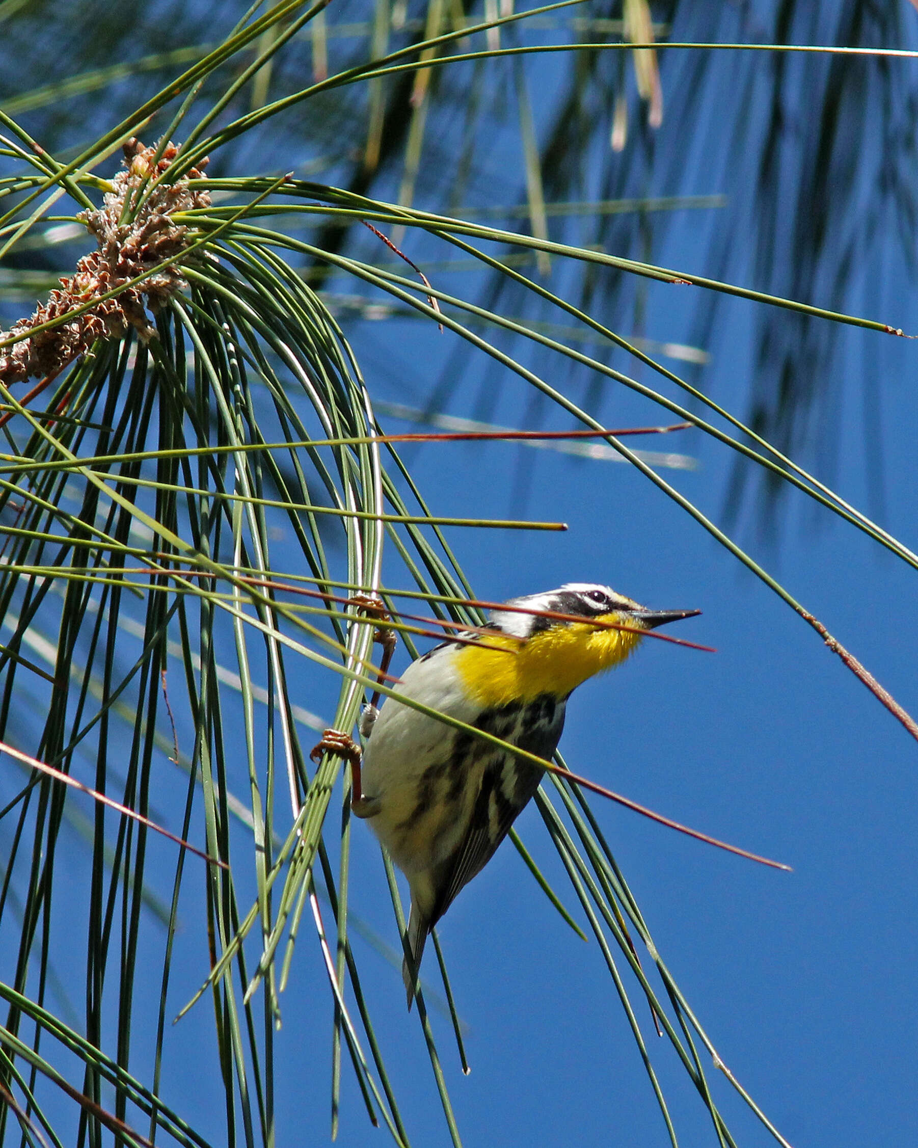 Image de Paruline à gorge jaune