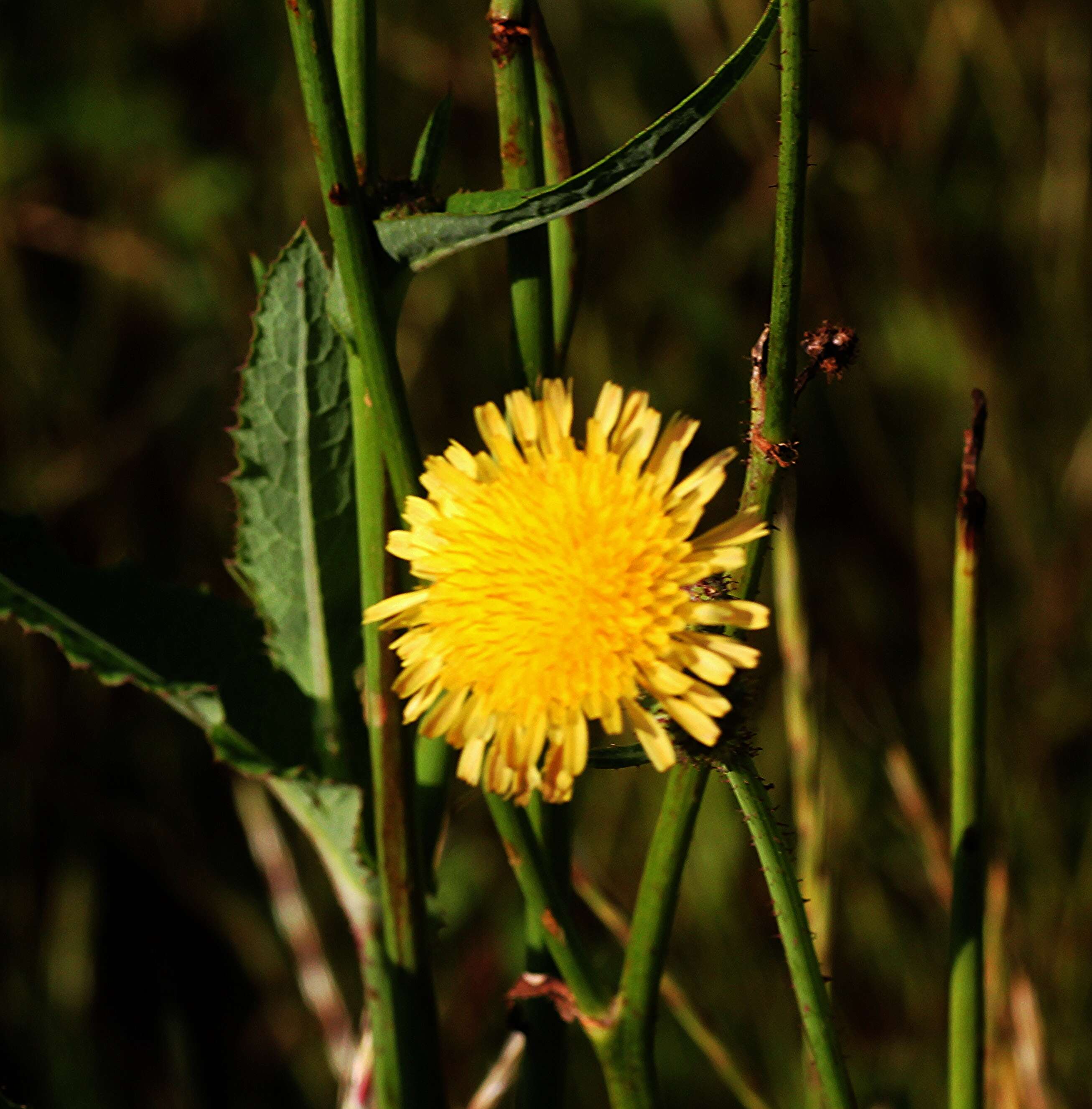 Plancia ëd Sonchus oleraceus L.