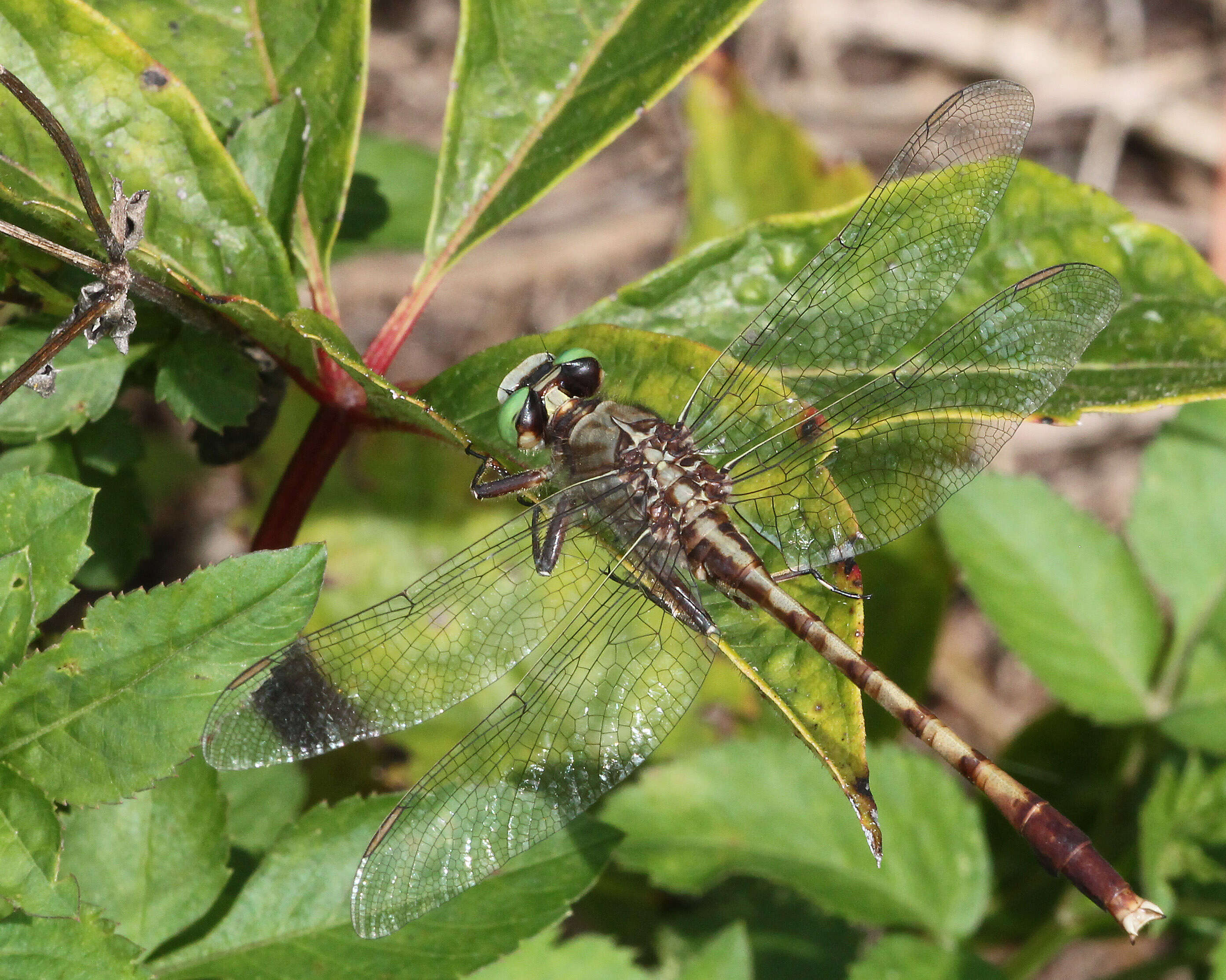 Imagem de Arigomphus pallidus (Rambur 1842)