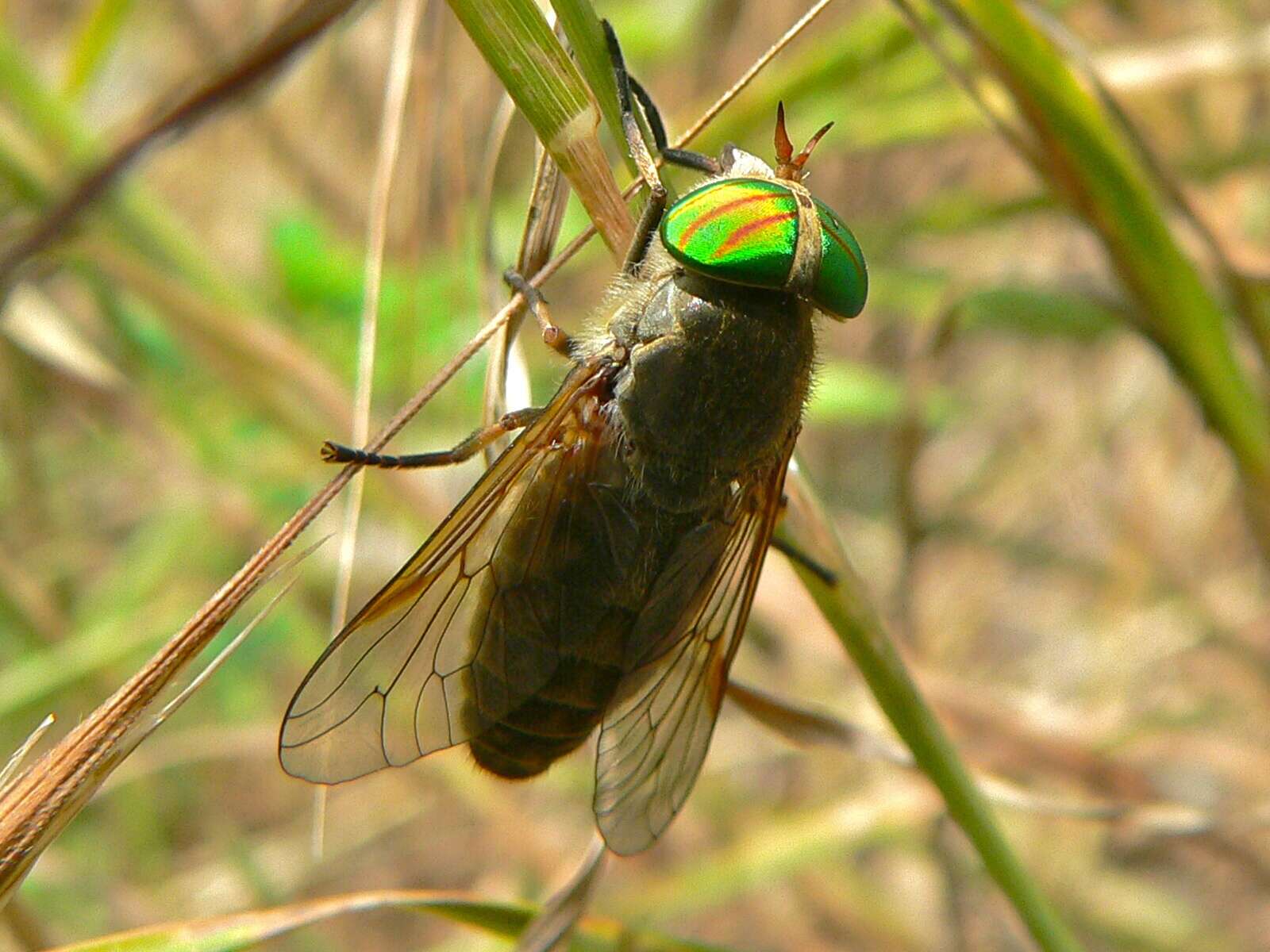 صورة Tabanus glaucopis Meigen 1820