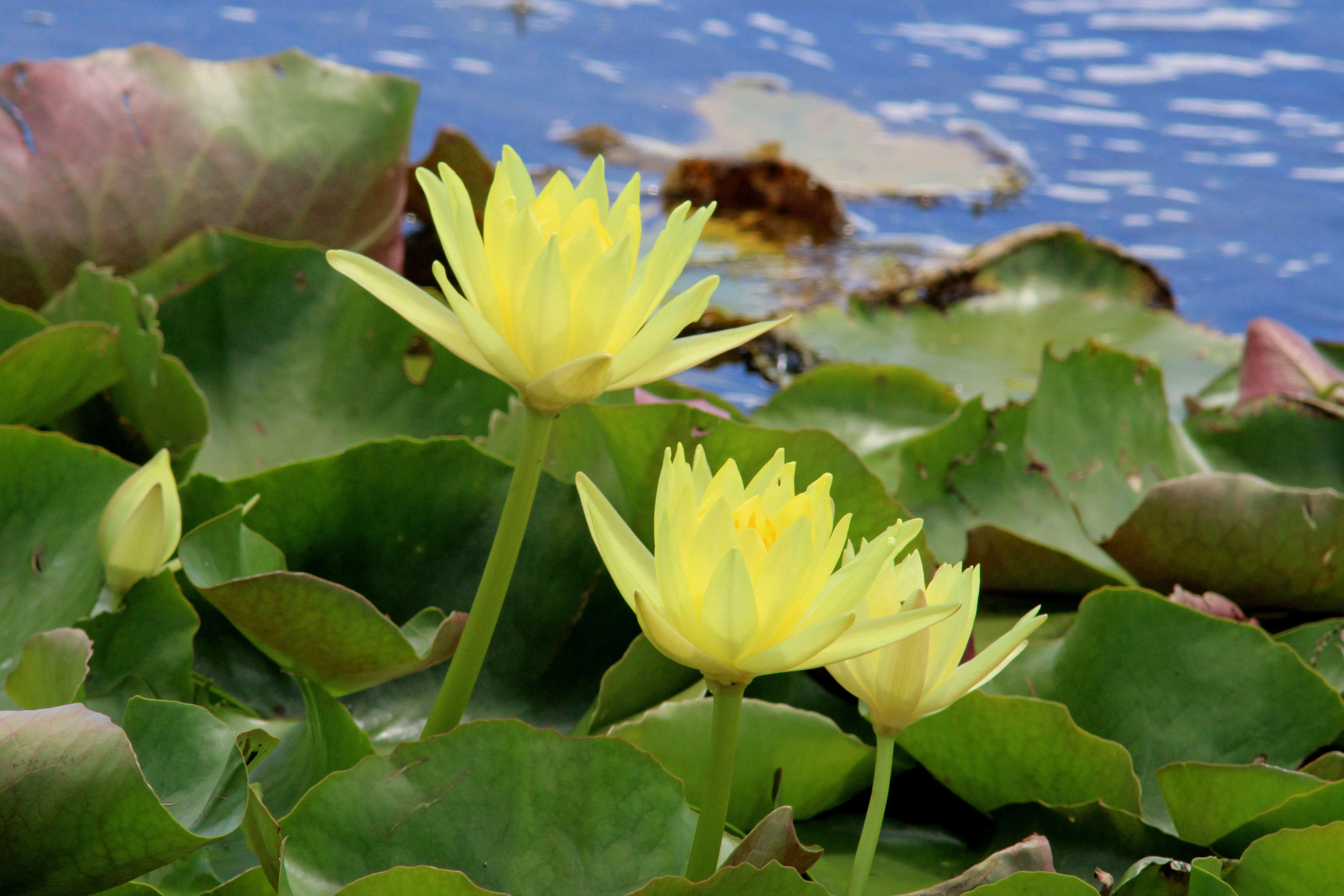 Image of yellow waterlily