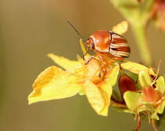 Image of Cryptocephalus obsoletus Germar 1824