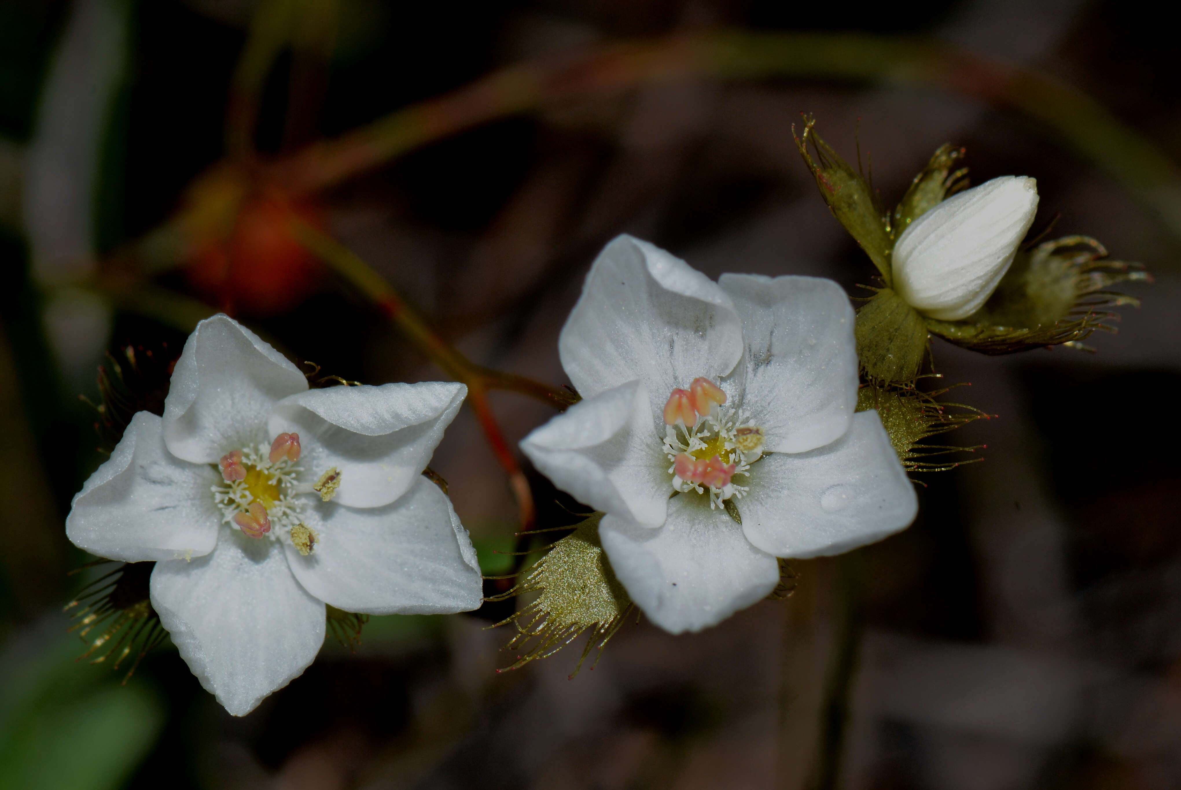 Image of Drosera huegelii Endl.