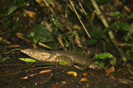 Imagem de Varanus dumerilii Schlegel 1839