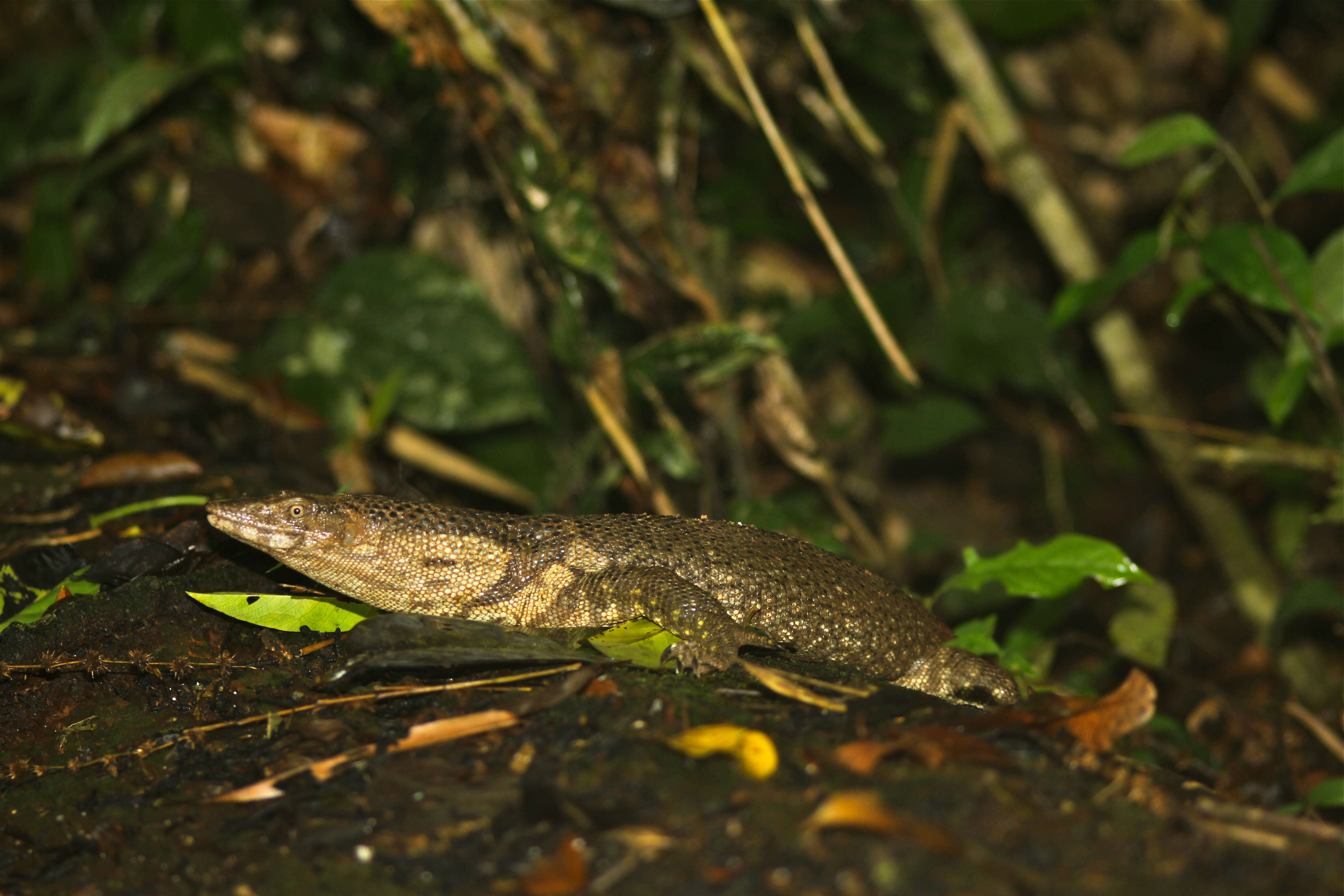 Imagem de Varanus dumerilii Schlegel 1839