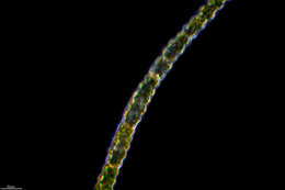 Слика од Oedogonium undulatum